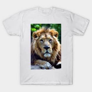 Asiatic Lion Panthera Leo Persica Big Cat Male T-Shirt